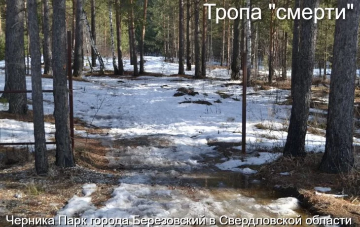 Леса Березовского заполонили наркозависимые: жители в ужасе от масштабов происходящего